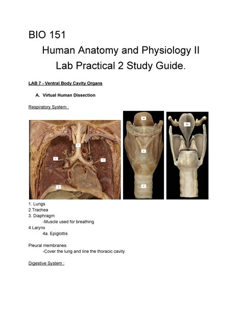 Bio 141 A&P. . Anatomy and physiology lab practical 2